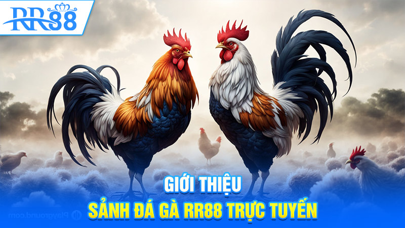 Giới thiệu sảnh Đá gà RR88 trực tuyến