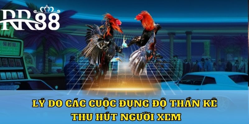 Lý do các cuộc đụng độ thần kê thu hút người xem